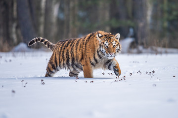 Obraz premium Siberian Tiger running in snow. Beautiful, dynamic and powerful photo of this majestic animal. Set in environment typical for this amazing animal. Birches and meadows