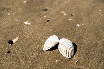 Fototapeta na wymiar Coquillage sur la plage
