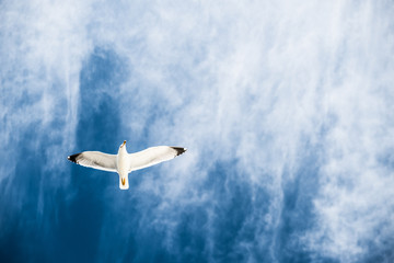 Go&eacute;land et ciel bleu