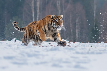 Fototapeta premium Tygrys syberyjski w śniegu. Piękne, dynamiczne i mocne zdjęcie tego majestatycznego zwierzęcia. Osadzone w środowisku typowym dla tego niezwykłego zwierzęcia. Brzozy i łąki