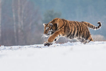 Obraz premium Siberian Tiger running in snow. Beautiful, dynamic and powerful photo of this majestic animal. Set in environment typical for this amazing animal. Birches and meadows