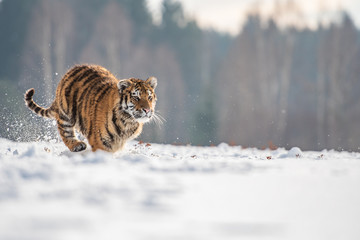 Obraz premium Siberian Tiger running in snow. Beautiful, dynamic and powerful photo of this majestic animal. Set in environment typical for this amazing animal. Birches and meadows