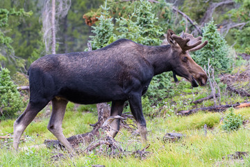 Fototapeta premium Shiras Moose in the Rocky Mountains of Colorado