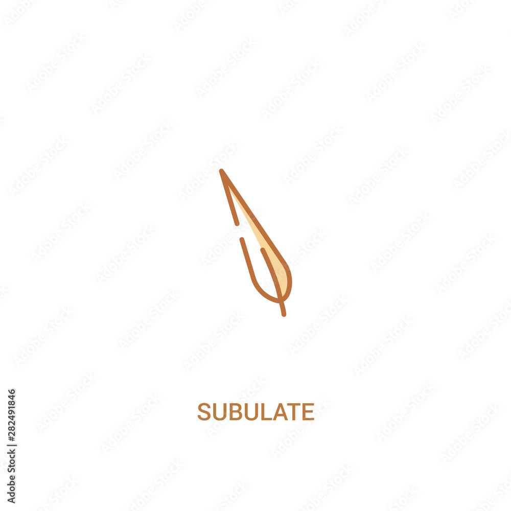 Poster subulate concept 2 colored icon. simple line element illustration. outline brown subulate symbol. ca