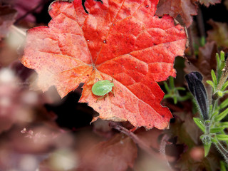 käfer auf blatt