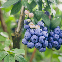 Blueberries - Vaccinium corymbosum, high huckleberry, blush with abundance of crop. Blue ripe berries fruit on the healthy green plant. Food plantation - blueberry field, orchard. - obrazy, fototapety, plakaty