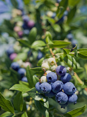 Blueberries - Vaccinium corymbosum, high huckleberry, blush with abundance of crop. Blue ripe berries fruit on the healthy green plant. Food plantation - blueberry field, orchard.