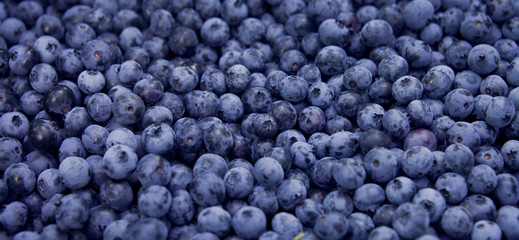 Blueberries - Vaccinium corymbosum, high huckleberry, blush with abundance of crop. Blue ripe berries fruit on the healthy green plant. Food plantation - blueberry field, orchard.