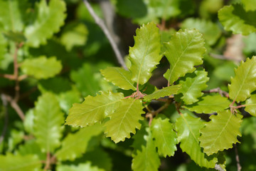 Portuguese oak