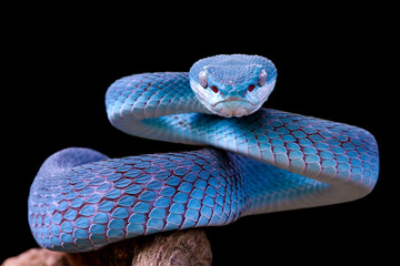 Blue viper snake closeup face, viper snake, blue insularis, Trimeresurus Insularis - obrazy, fototapety, plakaty