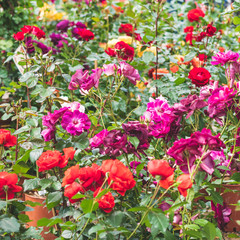 Fototapeta premium colorful expanse of spring flowers at a local market