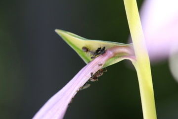 black ants caring for aphid colony, close up macro