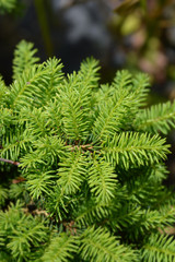branch of a Little Gem Norway spruce