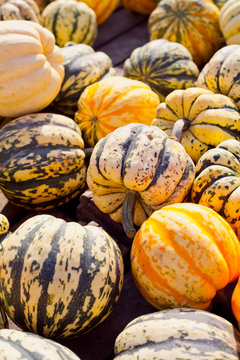 Sweet Dumpling Squash -  small stripy very sweet pumpkin with the ridges. Plant based diet, vegetable is very nutricious and has all the vitamins b complex.