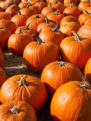 Pumpkins for sale in the farm shop after harvest.