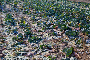 Cabbage field waste.