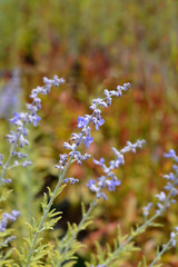 Obraz premium Lacey Blue Russian sage
