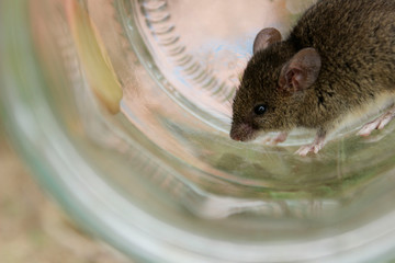 Cute little mouse in a glass. Mouse caught in a jar. Gray mouse, close up. Animals, rodents, wildlife concept.