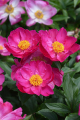 Fragrant peony Virgilius flowers in the garden