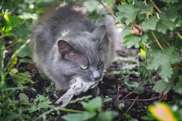 A gray fluffy cat caught a bird. Cat is a hunter_