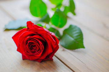 single red rose flower on wooden background