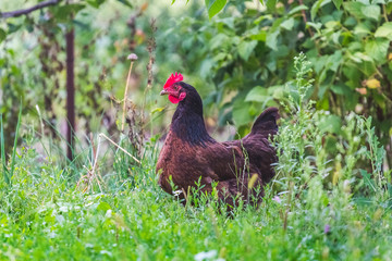 Black and brown chicken in the farm garden in summer_