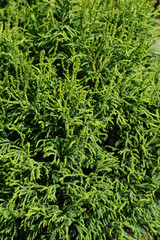 Hinoki cypress Birgit