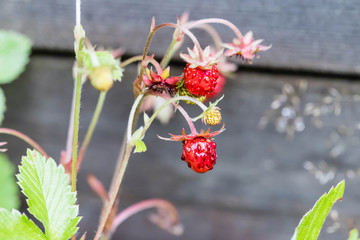wild strawberries