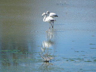  Phoenicopterus roseus flamenco rosa laguna fuentedepiedra malaga
