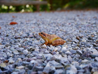 Grasfrosch sitzt im Kies vor unscharfem Hintergrund