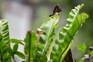 butterfly on flower 