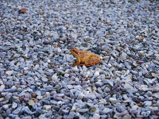 Grasfrosch sitzt im Kies
