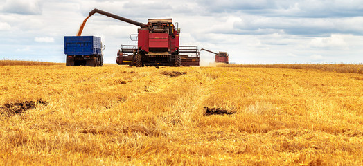 Fototapeta na wymiar Panoramic view at combine harvester working on a wheat field. Harvesting the wheat. Agriculture. Panoramic banner.