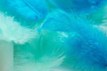 Fototapeta na wymiar Green turquoise and blue color trends feather texture background,Light orange