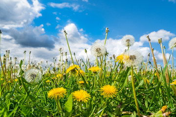 Saftige Blumenwiese