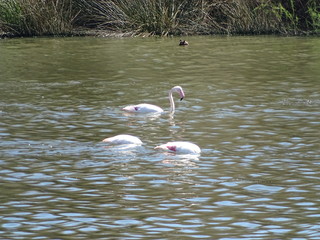  Phoenicopterus roseus flamenco rosa laguna fuentedepiedra malaga