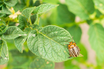Colorado beetle on the potato. Summer time. Eco farm plantation.