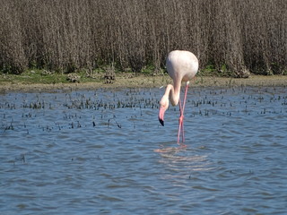  Phoenicopterus roseus flamenco rosa laguna de fuentedepiedra malaga