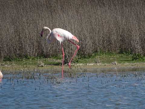  Phoenicopterus roseus flamenco rosa laguna de fuentedepiedra malaga