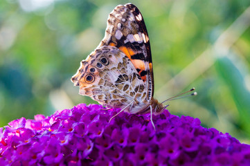Distelfalter