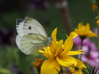 falter auf blüte