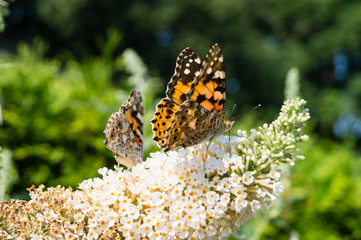 Distelfalter