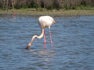  Phoenicopterus roseus flamenco rosa laguna de fuentedepiedra malaga