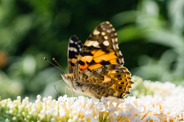 Distelfalter