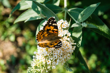 Distelfalter