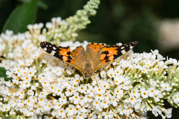 Distelfalter