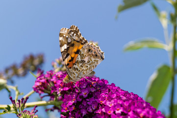 Distelfalter