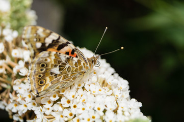Distelfalter
