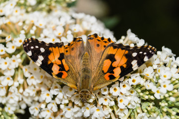 Distelfalter