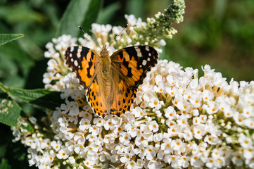 Distelfalter